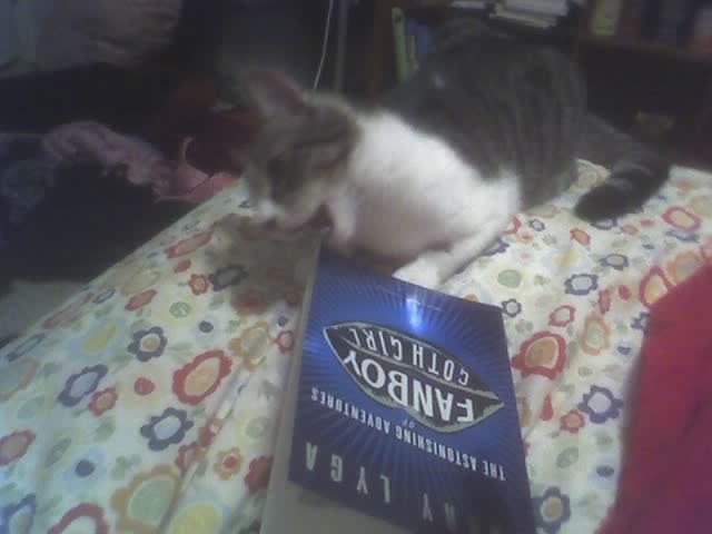 Cat eating Fanboy
